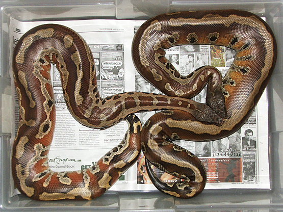 Red blood pythons