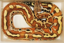 Red blood python soaking