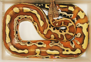 Red blood python soaking