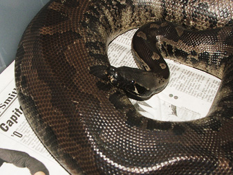 black blood, Vicky possibly gravid