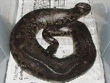 black blood, Vicky, looking pretty gravid