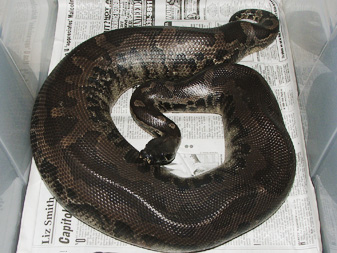 black blood, Vicky, looking pretty gravid