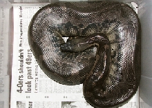 Black Blood, Vicky...gravid