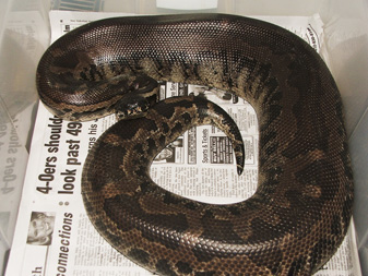 Black blood, gravid!