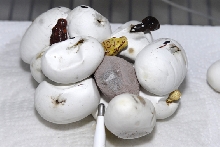 Green tree pythons (Wameniak's)_hatching