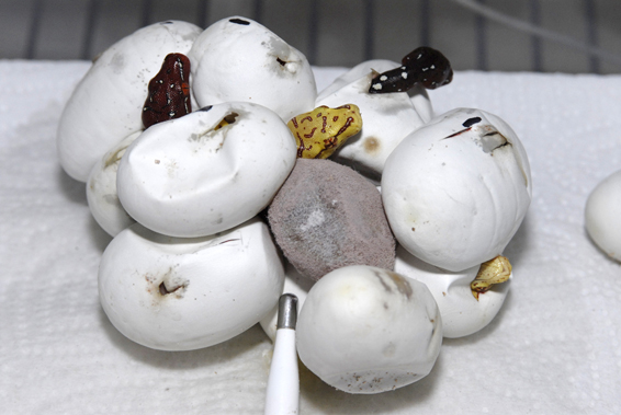 Green tree pythons (Wameniak's)_hatching
