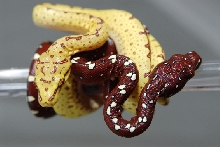green tree pythons