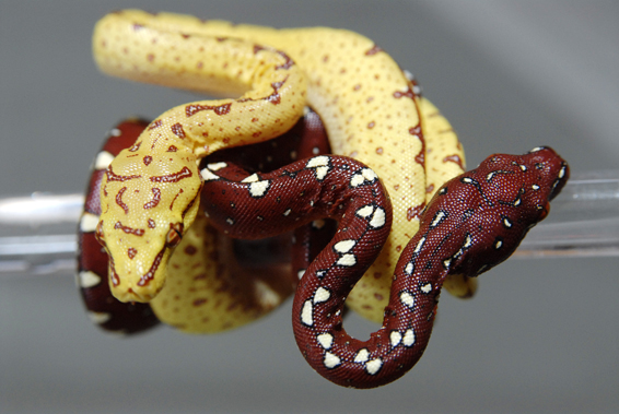 green tree pythons
