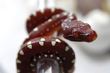 Green tree python, wameniak, red baby