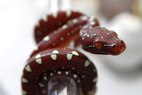 Green tree python, wameniak, red baby