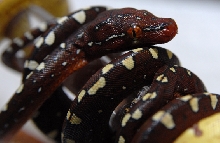 green tree python, wameniak hatchling