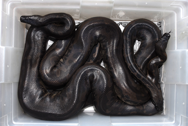 Black bloods (sumatran short-tails)