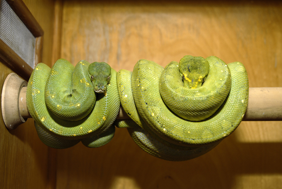 Wamena male and female Biak