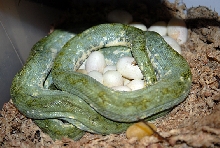 MIghty Joe Laying egg's tonight