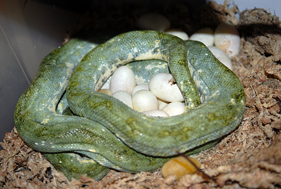 MIghty Joe Laying egg's tonight
