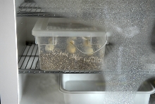 Green tree pythons cooking in incubator