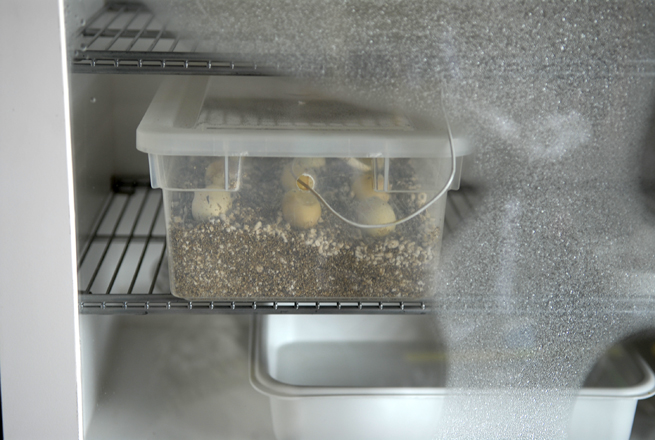 Green tree pythons cooking in incubator