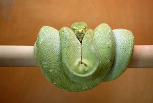 Gravid Biak female