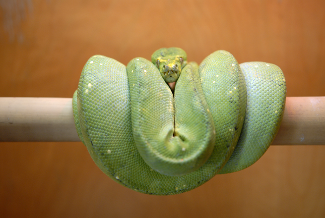Gravid Biak female