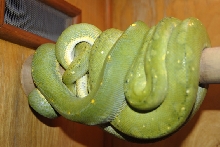 Breeding chondros