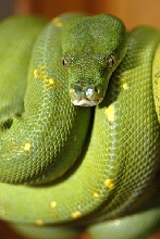 wamena male