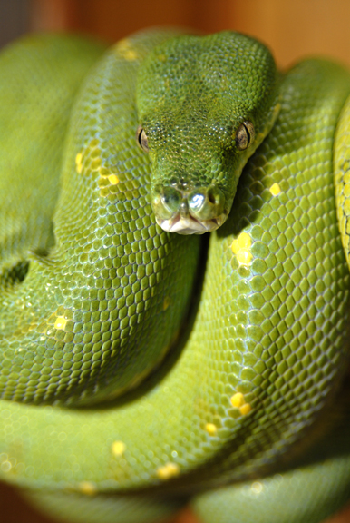 wamena male