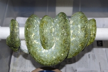 possible ovulation in Biak