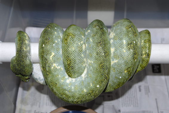 possible ovulation in Biak