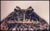 Ceratophrys ornata