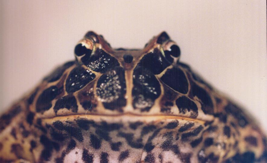 Ceratophrys ornata