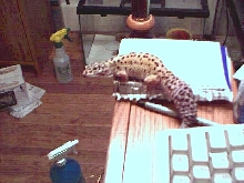 female leopard gecko