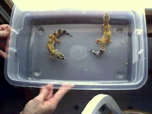 leopard geckos