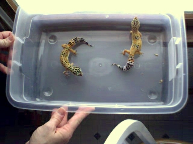 leopard geckos