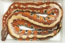 Sumatran Red Blood, Nikita!