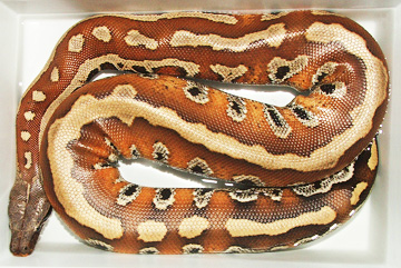 Sumatran Red Blood, Nikita!