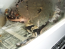 Borneos breeding tonight after female shed!