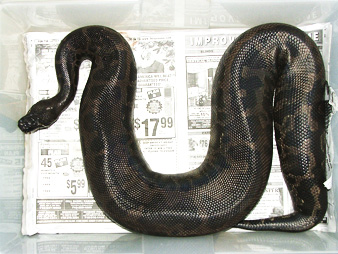 Black blood male, Jet. 12/18/04