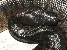 Sumatran short-tail, Jet