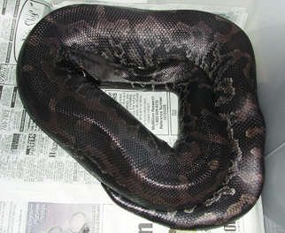 black blood male, Tank! 2