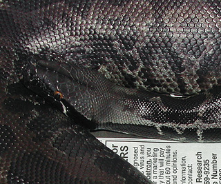 Black blood male, Tank!