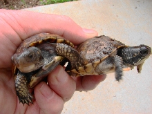 Eastern Box Turtle Yearlings