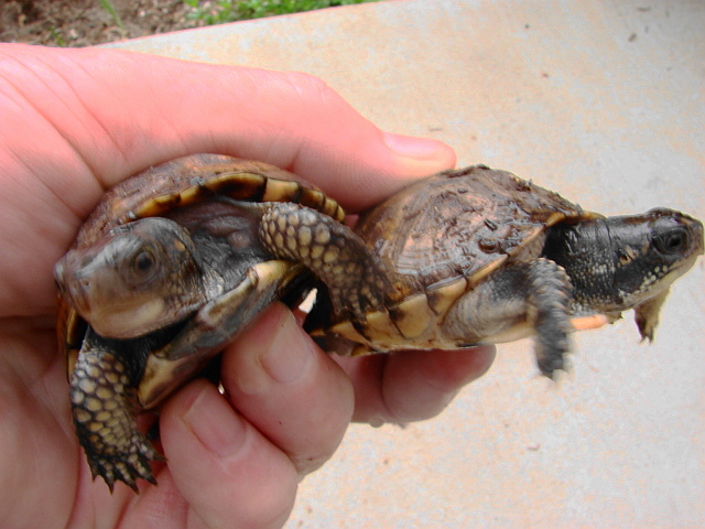 Eastern Box Turtle Yearlings