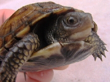 Eastern Box Yearling