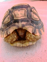 Pardalis Leopard