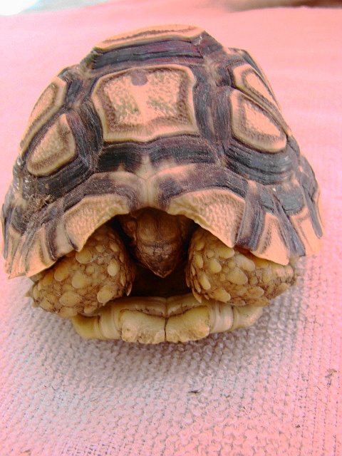 Pardalis Leopard