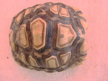 Pardalis Leopard