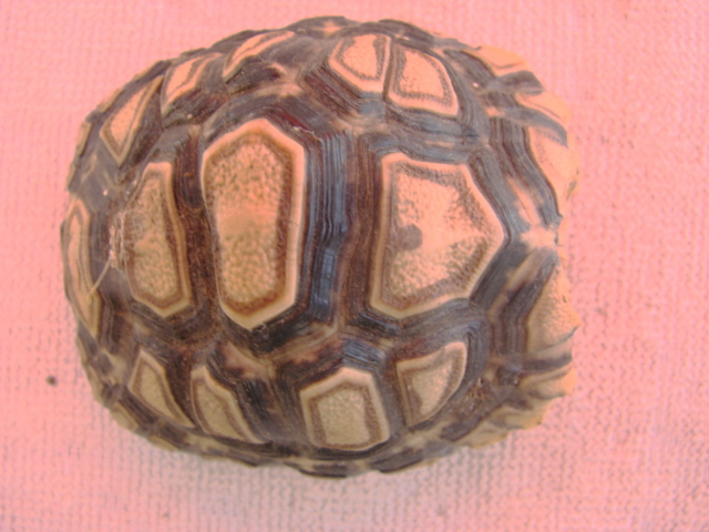 Pardalis Leopard