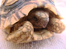 Pardalis Leopard