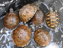 Eastern Box Yearlings