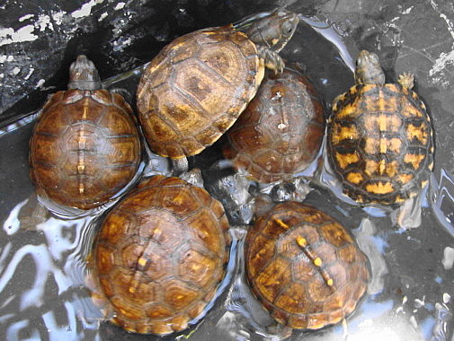 Eastern Box Yearlings